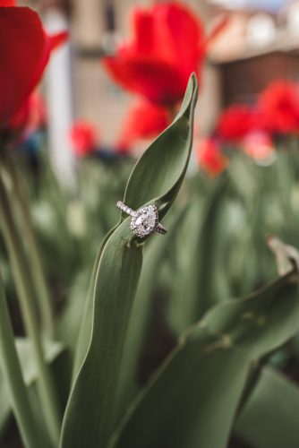 Engagement ring in spring with red tulips