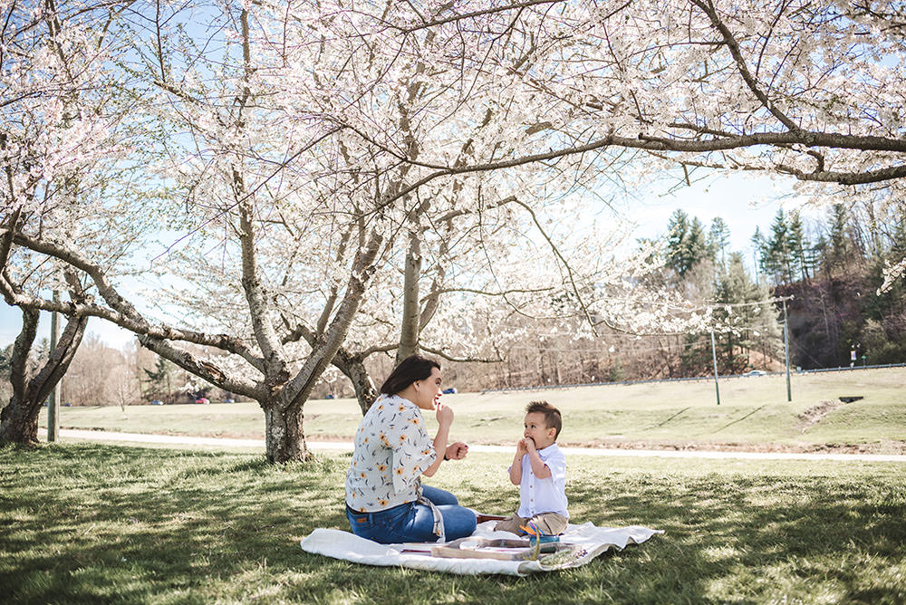 cherry-tree-athens-ohio-spring