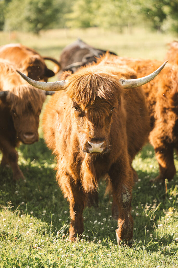 highland cow farm wedding